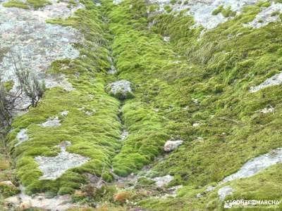 Dehesa de Navalquejigo; tejo venenoso paso estrecho entre montañas ajustar mochila arbol taxaceo fot